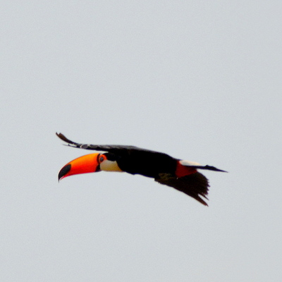 Toco Toucan (4)